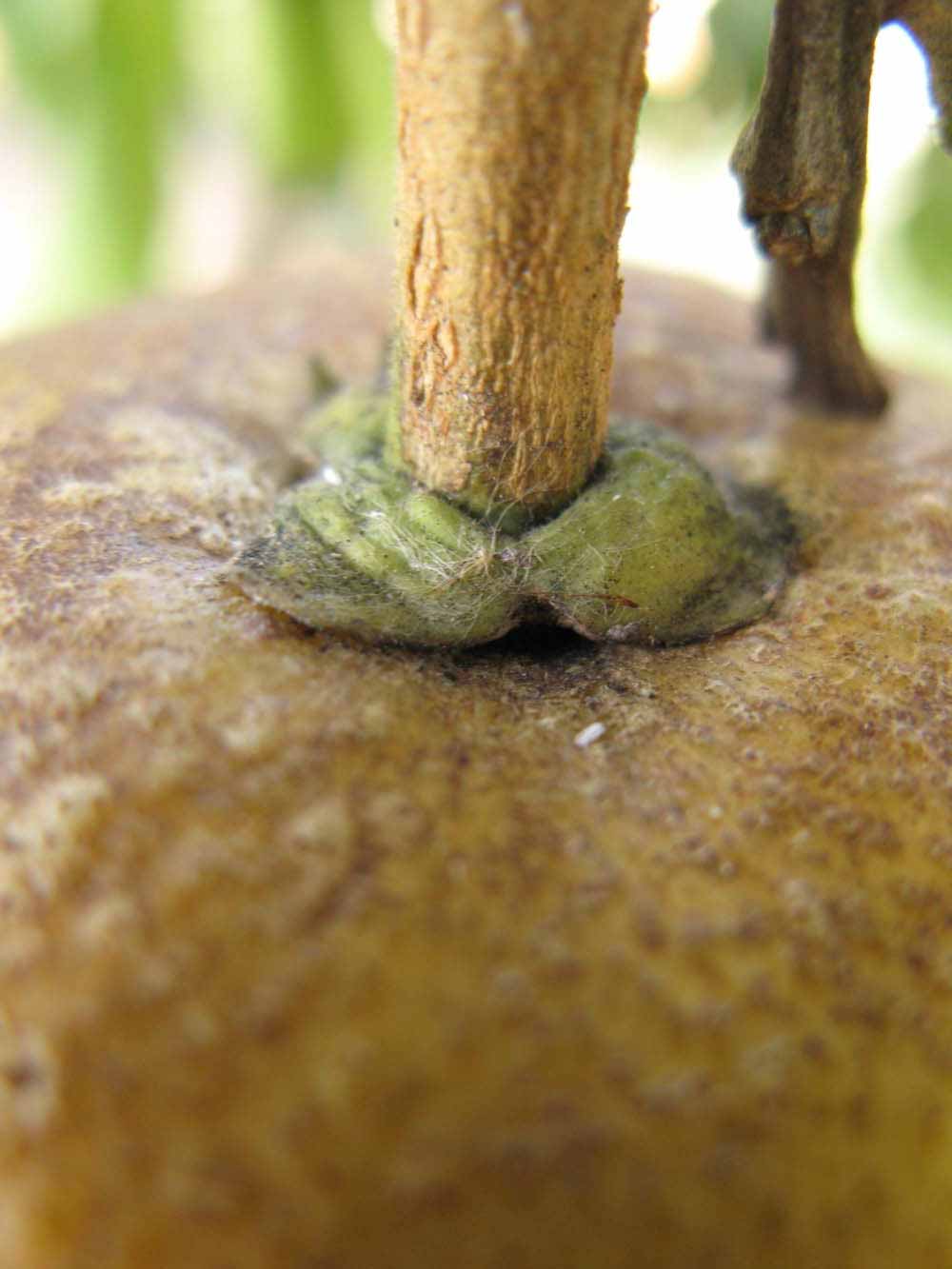              Fruit (Winter Haven, FL)       